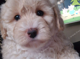BEAUTIFUL TINY MALTIPOO GIRL