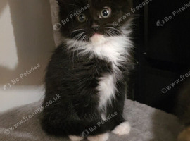 Stunning Female Kitten