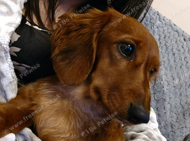 Miniature dachshund