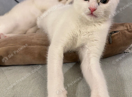Gorgeous Kittens Looking for Forever Homes