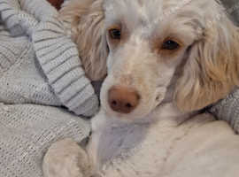 Cockapoo for stud