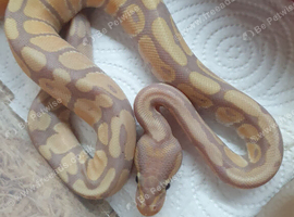 Hatchling royal/ball pythons