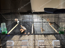 8 ZEBRA FINCH