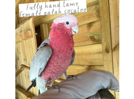 Garla cocktoos