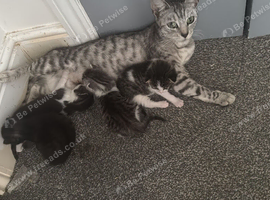 2 kittens available