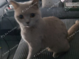 Beautiful Full British Shorthair Lilac Queen 2 Years
