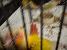 Hand reared conures