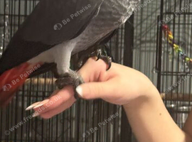 African grey baby's - 3 left