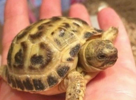 Baby Horsfield tortoise, with fully set up home and all accessories