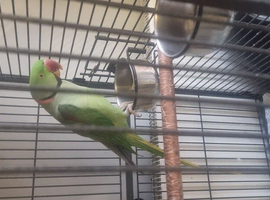 Alexander parrot