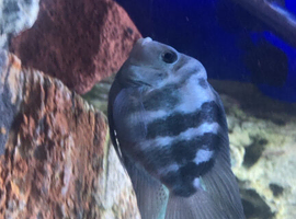 Large tropical fish