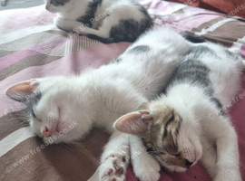 3 Kittens Need of a Home