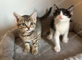 Kittens looking for new home