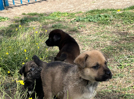 Cane Corso X puppies
