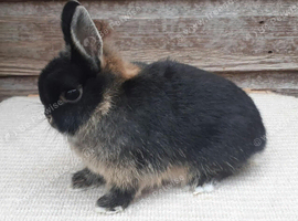 Baby Netherland Doe For Sale