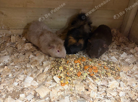 3 male guinea pigs for sale