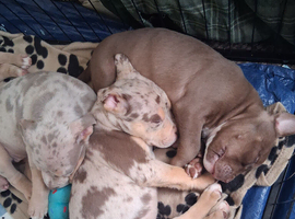 American bully pups