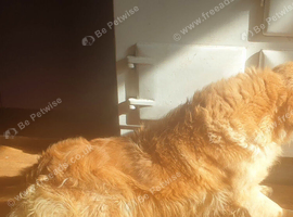 Gorgeous Retriever  4 BOYS AVAILABLE READY NOW
