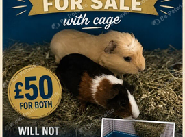 Baby guinea pigs for sale &pound;50 for both