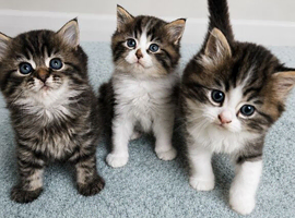 Persian kittens. Beautiful doll faced