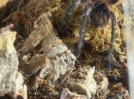 Phormictopus sp. &ldquo;Green/Gold