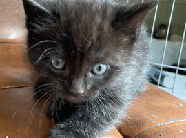 Kittens for sale