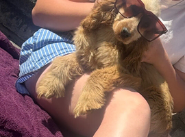 Show cocker spaniel female 6months old