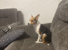 Female Jack Russell puppy