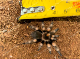 Mexican Red Knee Taratntula