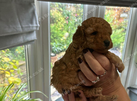 Stunning 100% tiny toy poodles