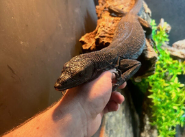 Beautiful 3 year old Male Black Tree Monitor