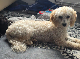 Female miniature poodle