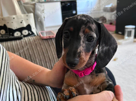 female mini dachshund