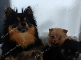 Pomeranian puppies 1 girl 2 boys