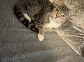 Tabby cat
