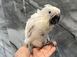 Hand Rearing Baby Super Tame Cuddly Umbrella Cockatoo Parrot,24