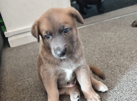 Belgian Malinois X Puppy &ndash; Loving Home Needed