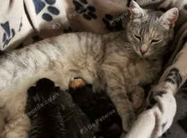 Kittens available