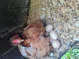 Turkish hint x jap shamo chick's