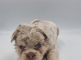 Kc reg Fluffy french bulldog puppies