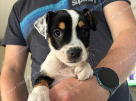 British bulldog cross jack