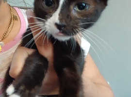 Kittens for sale