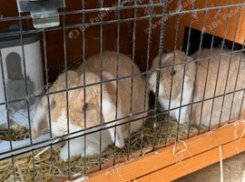 2 female mini lops