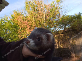 Ferrets