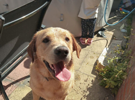 7 year old labrador/golden retriever