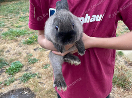 Chocolate Netherland dwarf