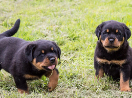 XXX GERMAN TOP SIZE ROTTWEILER PUPS XXX