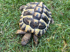 Herman&rsquo;s tortoise
