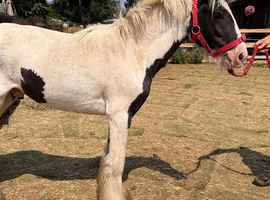 Cob gelding yearling