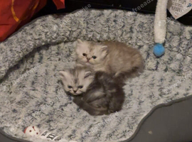2 gorgeous Persian kittens